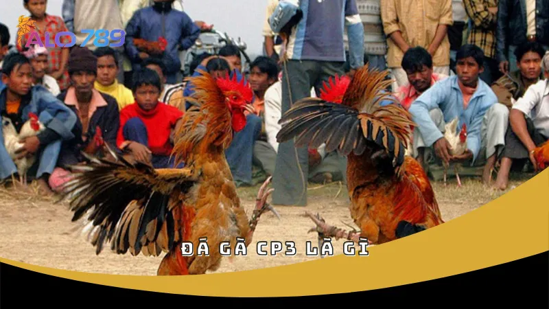 Đá gà CP3 là gì