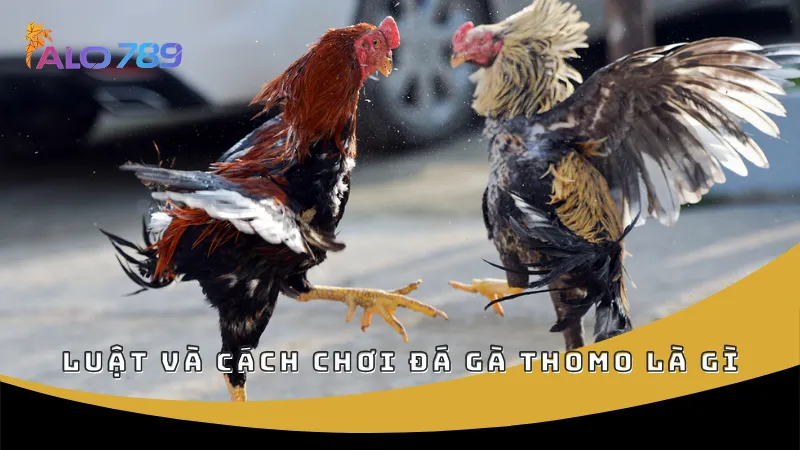 Luật và cách chơi đá gà Thomo là gì