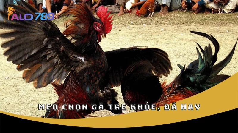 Mẹo chọn gà tre khỏe, đá hay