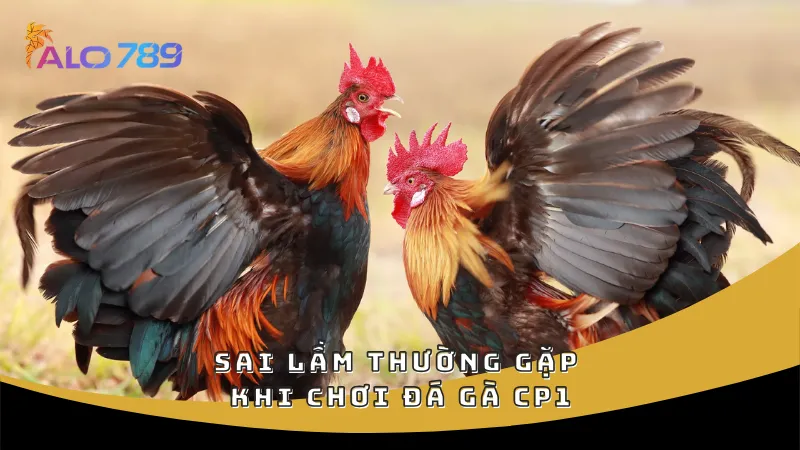 Sai lầm thường gặp khi chơi đá gà CP1